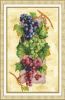 b1229-vinograd-paytinka.thumb.jpg.85d77a718d4b6b5f69074b52d8680e54.jpg