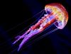 fakty-o-meduzakh-01.thumb.jpg.b497dddeab3628bc7c2dbb66b13739dd.jpg