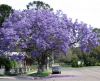jacaranda_0211.thumb.jpg.8da45de66aa519552e0b99dc86387373.jpg