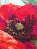 macro_10.thumb.jpg.56bef13c4994aae3725e93fd6f76b18b.jpg
