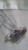 1.thumb.jpg.124a067adca2a3cee8ba5612c248a2f0.jpg