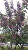 20170523_185607.thumb.jpg.d33dcf810bebe09dcc053acbdcbd0b4c.jpg