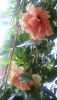 20170608_123133.thumb.jpg.3ec62ef2e71a02897a490e2a3a81a549.jpg
