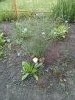 20170609_171210_1.thumb.jpg.11115e4d1cf3a9abbf1372b8b90ef942.jpg?1497328036534