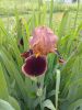 20170609_171731.thumb.jpg.b0100293be7ac9e8115c8801b476e88a.jpg