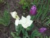 20170611_140110.thumb.jpg.bdfed039098d37ec7a7bd1e1d231a448.jpg