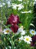 20170612_095112.thumb.jpg.c7034ea8353dd222e79525caebd97d5e.jpg
