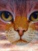 20170619_073004.thumb.jpg.3d174bec9f4696d0899c6179f8dbe913.jpg