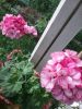 20170623_183435.thumb.jpg.e4337ca878c1f4a3653a3601ac5d2299.jpg