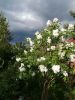20170623_184451.thumb.jpg.01131eb30705462b2cde7fc99ee1e9ff.jpg