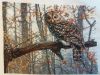 20170625_125152.thumb.jpg.301040d637f71410144102c5749b03b2.jpg