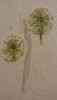 3.thumb.jpg.63c8369abeac22ce797dd95233492e9b.jpg?1496516599778