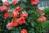 49581.thumb.jpg.4c6ab1db0ec70267e7a9e28aaaecfa55.jpg