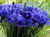 5931452a16714_.thumb.jpg.dea8be6d169bbcccae0a4524a5b4e2d3.jpg