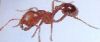 594d4c1b1408f_Ant001.thumb.jpg.ba3f6ca9b2de28ad596e1590f7b8aa87.jpg