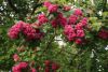 DSC00737.thumb.JPG.e1e90e2d66edd0de718eda61ebaa039b.JPG
