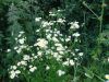 DSC03916_.thumb.jpg.350ed73a93eef8016cae1651bee0acdc.jpg