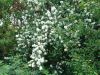 DSC03917_.thumb.jpg.983f61123cea028f4c826fcaf350800a.jpg