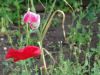 DSC03919_.thumb.jpg.5bfa7f216b6bad02a60ea055bea4da67.jpg