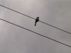 DSC03923_.thumb.jpg.d53d2a7e6cc27e1c3e93643e68e00e36.jpg