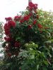 DSC03925_.thumb.jpg.609c34b045ec151752ac1a8935facd17.jpg
