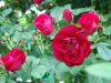 DSC03927_.thumb.jpg.d6bcff7d881003d9720aece31e96e3b2.jpg