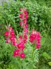 DSC09089.thumb.JPG.b6a5630a60c86eafb5d612caf01393b2.JPG