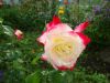 DSC09090.thumb.JPG.f336012b80bed2c57b2eb1b49750ea75.JPG