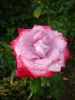 DSC09093.thumb.JPG.ab45bac7b9b0b9e254b119342bc257dd.JPG