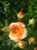 DSC09095.thumb.JPG.ab075737065470f875af43db296d5543.JPG