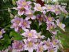 DSC09097.thumb.JPG.26cb4d271dbcfbef4b15faad797a8288.JPG