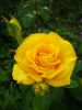 DSC09099.thumb.JPG.438ad3d045f3eaca55995c9f77d3615f.JPG