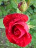 DSC09103.thumb.JPG.8771cf64ee9bee2c142ed1320fffa952.JPG