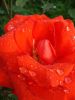 DSC09104.thumb.JPG.d3c25f8f9d8138c18f720a81f4cef3bd.JPG