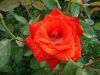 DSC09105.thumb.JPG.b8d4245cd0634d04deb6e8cad8066646.JPG