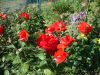 DSC09114.thumb.JPG.215f1d0b7d0f7182bf422d1256f607ec.JPG