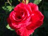 DSC09116.thumb.JPG.ccd2fffe56831b8d9d83ca91c9dcc637.JPG