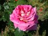 DSC09117.thumb.JPG.76ea9c1ddcb36edf6b92c20bcb621d89.JPG