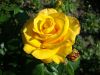 DSC09118.thumb.JPG.19506e3e8921b17947296ac53064ce7b.JPG