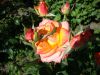 DSC09119.thumb.JPG.2937ba568f0ef483861c15b561ea0214.JPG