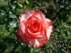 DSC09120.thumb.JPG.0639cea5ca4f4c833de35a43efe83ce1.JPG
