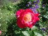 DSC09121.thumb.JPG.6e3fd2d558fad7b1595c8276442e4fcf.JPG