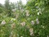 DSCF1484.thumb.JPG.0dab801209865037f56d27ab49f539b7.JPG