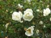DSCF1500.thumb.JPG.89f6c60629c37982567a522a7abf4569.JPG