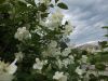 DSCF1503.thumb.JPG.727dadec68090d16b721ef84d3814fe1.JPG