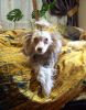 DSCN7965.thumb.jpg.f5d220392015752185d835a0e509bd6a.jpg
