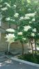 DSC_0019.thumb.JPG.f4effcbb4de280721773a3725d49f3f5.JPG