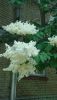 DSC_0020.thumb.JPG.467dc39a0657637a833a0163f7a3f917.JPG