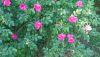 DSC_0022.thumb.JPG.965a40317157b500ab0e6f112ad36b4e.JPG
