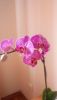 DSC_0133.thumb.JPG.f981600be974ec725802c471bafc0174.JPG